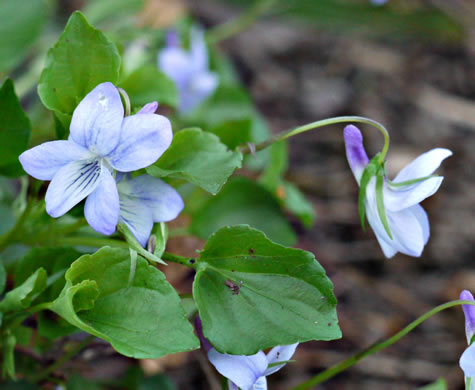 image of Viola labradorica, American Dog Violet