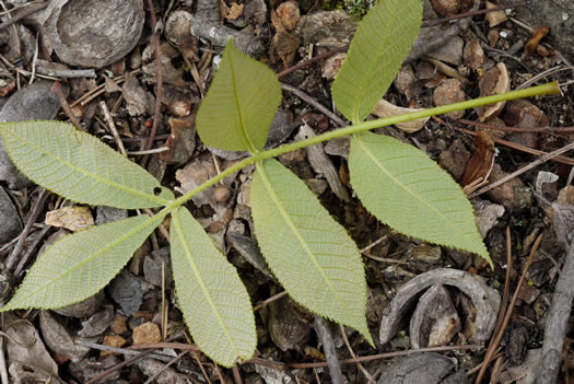 image of Carya pallida, Sand Hickory, Pale Hickory