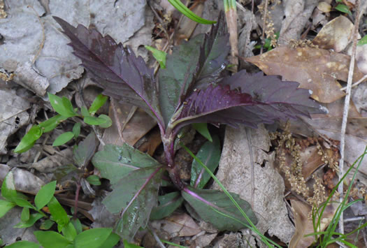 image of Lycopus rubellus, Stalked Bugleweed, Taperleaf Bugleweed