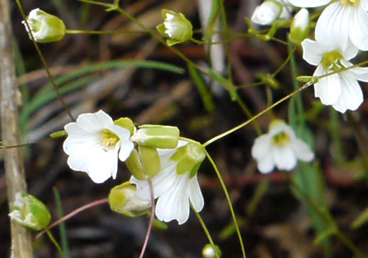 image of Geocarpon glabrum, Appalachian Sandwort