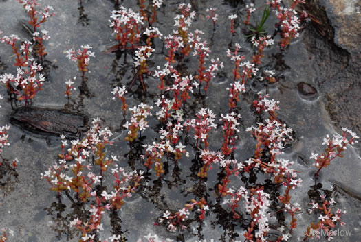 Diamorpha smallii, Elf-orpine