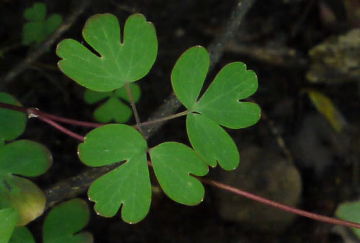 image of Enemion biternatum, False Rue-anemone, Isopyrum