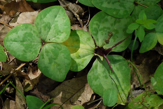 image of Trillium decumbens, Decumbent Trillium, Trailing Trillium