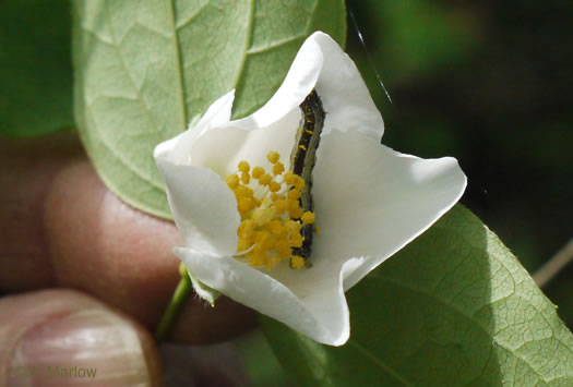 image of Philadelphus pubescens, Ozark Mock-orange, Hairy Mock-orange