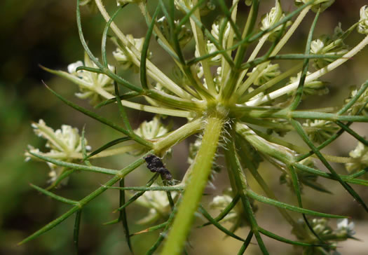 Daucus pusillus, American Queen Anne's Lace, American Carrot, American Wild Carrot, Seed-ticks