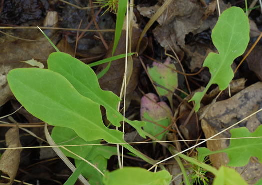 image of Krigia biflora ssp. biflora, Orange Dwarf-dandelion, Two-flower Dwarf-dandelion, Two-flower Cynthia, Twin-flowered Cynthia