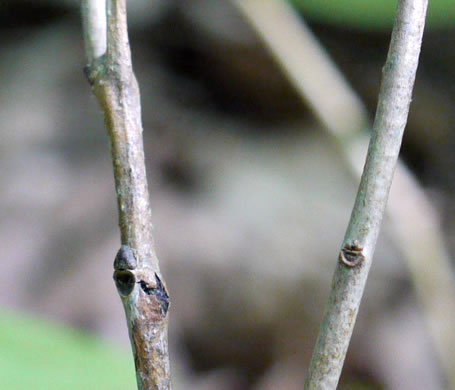 image of Diospyros virginiana, American Persimmon, Possumwood, Simmon