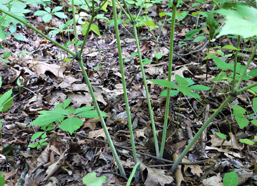 image of Actaea racemosa, Common Black Cohosh, Early Black Cohosh, Black Snakeroot, black bugbane