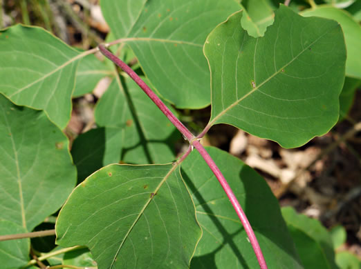 image of Lonicera sempervirens, Coral Honeysuckle, Trumpet Honeysuckle, Scarlet Honeysuckle, Woodbine