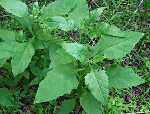 image of Verbesina virginica var. virginica, White Crownbeard, Common Frostweed, White Wingstem, Virginia Wingstem