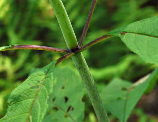 Eutrochium purpureum var. purpureum, Purple-node Joe-pye-weed, Sweet Joe-pye-weed