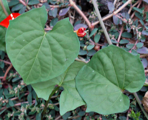 image of Ipomoea coccinea, Small Red Morning Glory, Scarlet Creeper