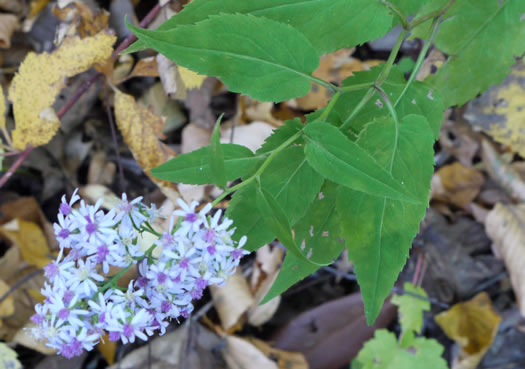 image of Symphyotrichum cordifolium, Heartleaf Aster, Common Blue Wood Aster