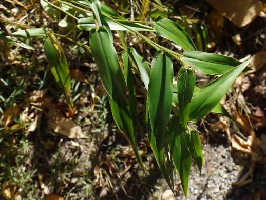 image of Dichanthelium clandestinum, Deer-tongue Witchgrass