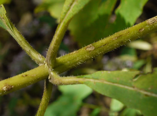 Eutrochium steelei, Appalachian Joe-pye-weed, Steele's Joe-pye-weed