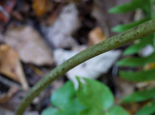 image of Actaea racemosa, Common Black Cohosh, Early Black Cohosh, Black Snakeroot, black bugbane