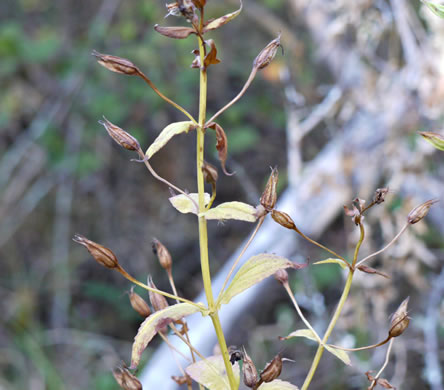 image of Mimulus ringens var. ringens, Allegheny Monkeyflower, Square-stemmed Monkeyflower