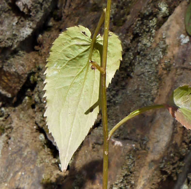 image of Symphyotrichum cordifolium, Heartleaf Aster, Common Blue Wood Aster