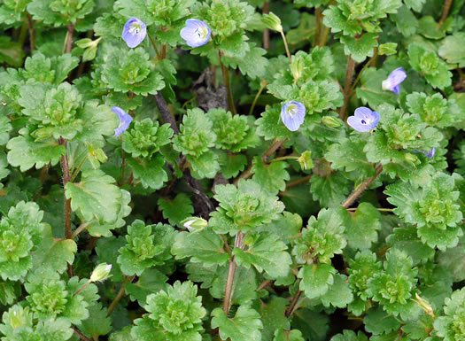 image of Veronica persica, Bird's-eye Speedwell