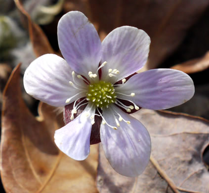 image of Hepatica americana, Round-lobed Hepatica, Round-lobed Liverleaf