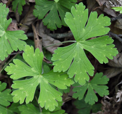 image of Geranium maculatum, Wild Geranium