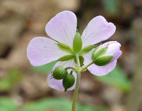 image of Geranium maculatum, Wild Geranium