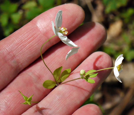 image of Enemion biternatum, False Rue-anemone, Isopyrum