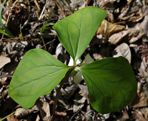 image of Trillium catesbyi, Catesby's Trillium, Rosy Wake-robin, Bashful Trillium, Rose Trillium