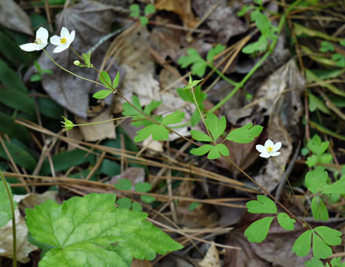 image of Enemion biternatum, False Rue-anemone, Isopyrum