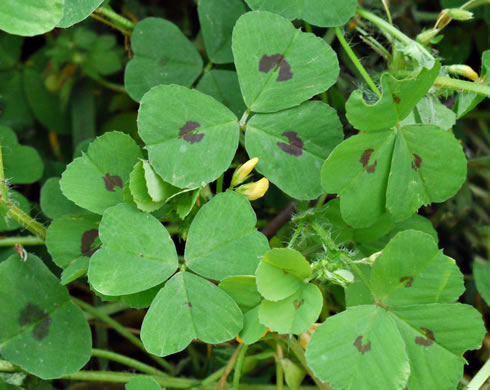 image of Medicago arabica, Spotted Medick, Spotted Bur-clover