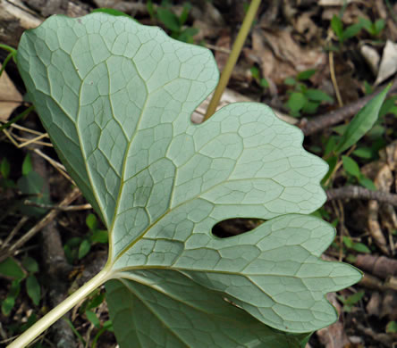 image of Sanguinaria canadensis, Bloodroot, Red Puccoon