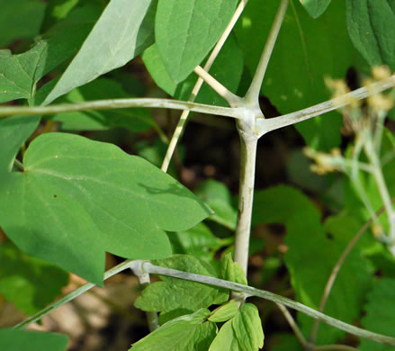 Caulophyllum thalictroides, Common Blue Cohosh, Papooseroot, Green Vivian