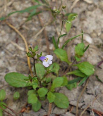 image of Mazus pumilus, Japanese Mazus