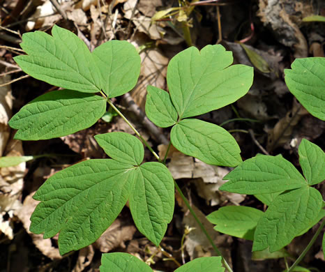 Caulophyllum thalictroides, Common Blue Cohosh, Papooseroot, Green Vivian