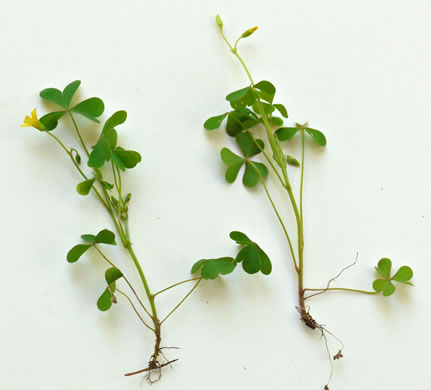 image of Oxalis dillenii, Southern Yellow Wood-sorrel, Slender Yellow Wood-sorrel