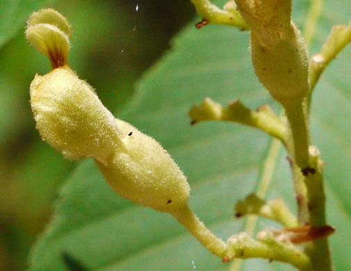 Aesculus flava, Yellow Buckeye