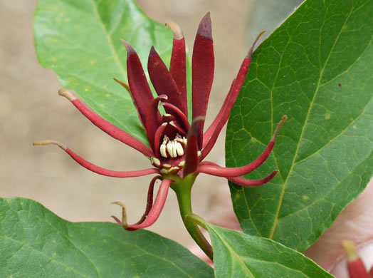 Sweetshrub