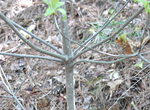 image of Symplocos tinctoria, Horsesugar, Sweetleaf, Dyebush