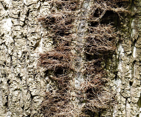 image of Toxicodendron radicans var. radicans, Eastern Poison Ivy