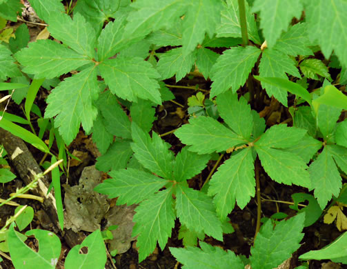 image of Sanicula odorata, Clustered Snakeroot, Clustered Sanicle, Yellow-flowered Snakeroot, Fragrant Snakeroot