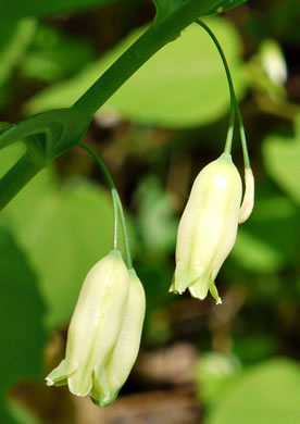 image of Polygonatum biflorum +, Smooth Solomon's Seal