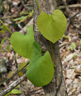 image of Isotrema macrophyllum, Dutchman's Pipe, Pipevine