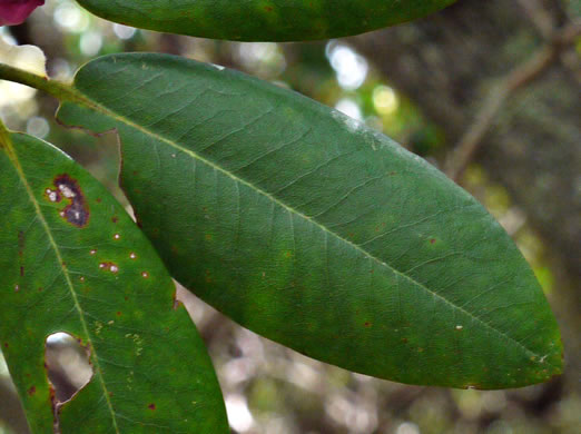 image of Rhododendron catawbiense, Catawba Rhododendron, Mountain Rosebay, Purple Laurel, Pink Laurel