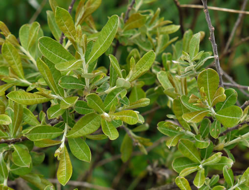 image of Salix humilis, Upland Willow, Prairie Willow