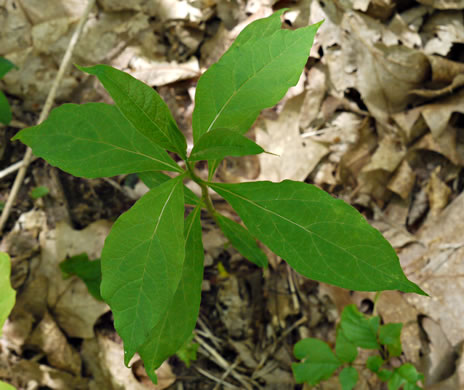 image of Asclepias quadrifolia, Fourleaf Milkweed