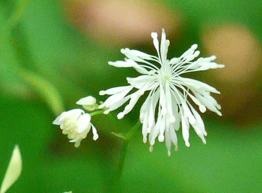 Mountain Meadowrue