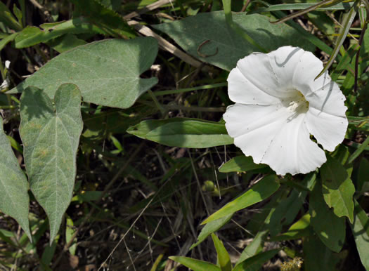 image of Convolvulus sericatus, Blue Ridge Bindweed, Silky Bindweed, Downy False Bindweed