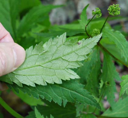 image of Sanicula odorata, Clustered Snakeroot, Clustered Sanicle, Yellow-flowered Snakeroot, Fragrant Snakeroot