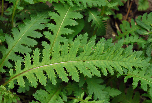 image of Pedicularis canadensis, Wood-betony, Eastern Lousewort, Fernleaf, Canadian Lousewort