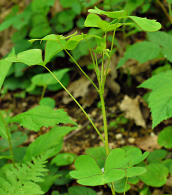 image of Oxalis grandis, Large Wood-sorrel, Great Yellow Wood-sorrel